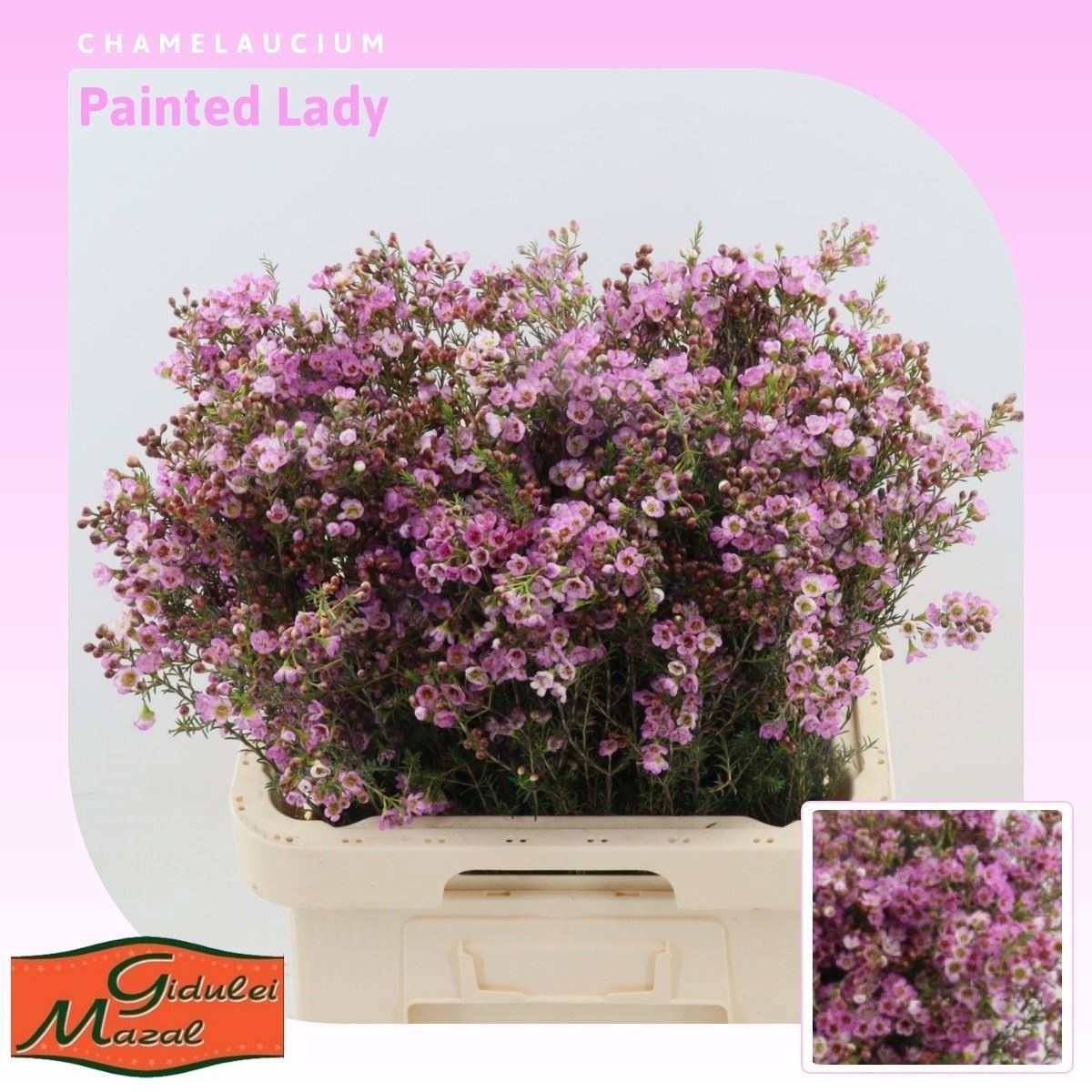 Шамелациум Пэйнтед Леди 70, шт.