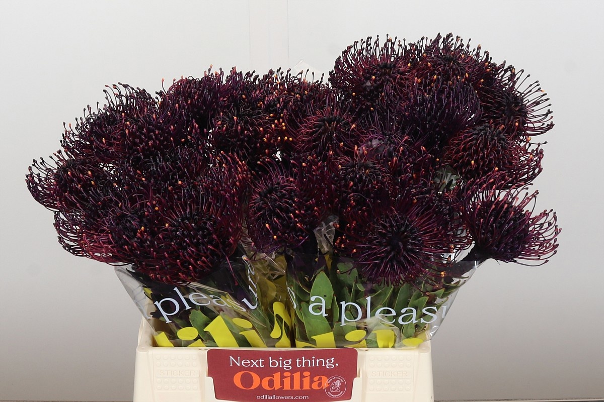 Нутанс Наоми Крашеный (краш. ) 40, шт.