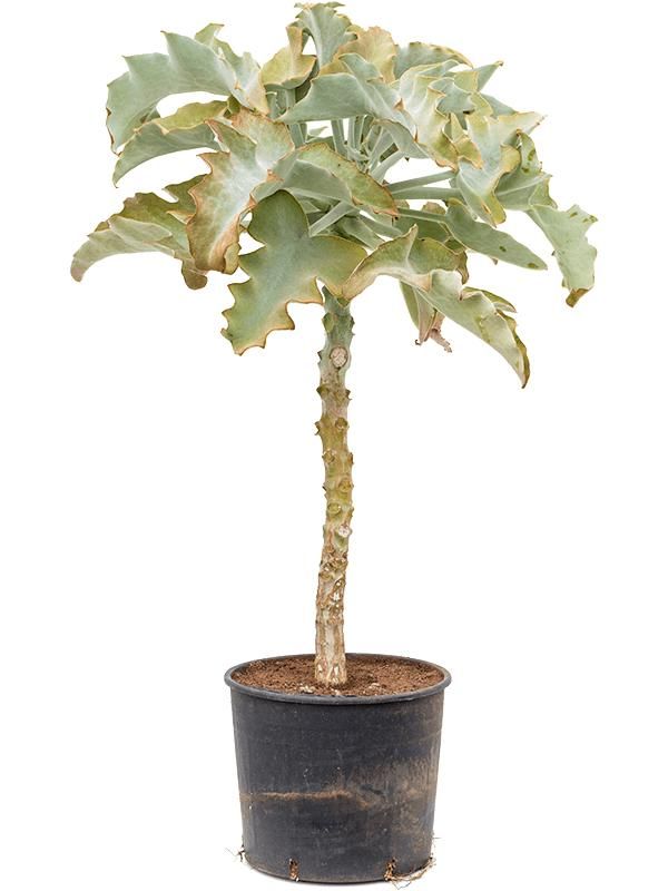 Kalanchoe beharensis, D 35 cm