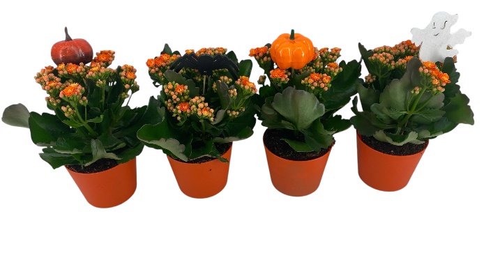 Calandiva 12 - Backerpot halloween met steker, D 13
