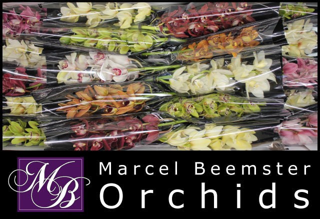 Цимбидиум мини Микс x20 40, шт.