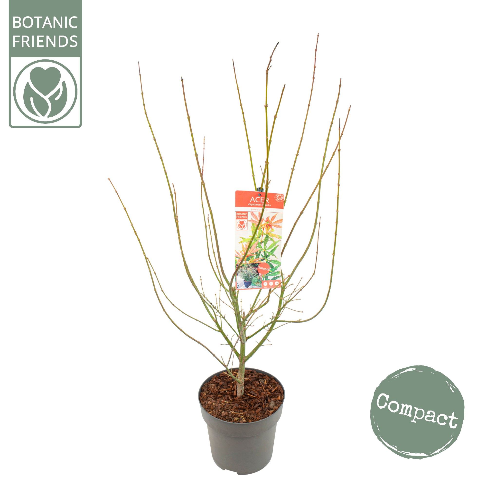 Acer palm. 'Jerre Schwartz', D 29