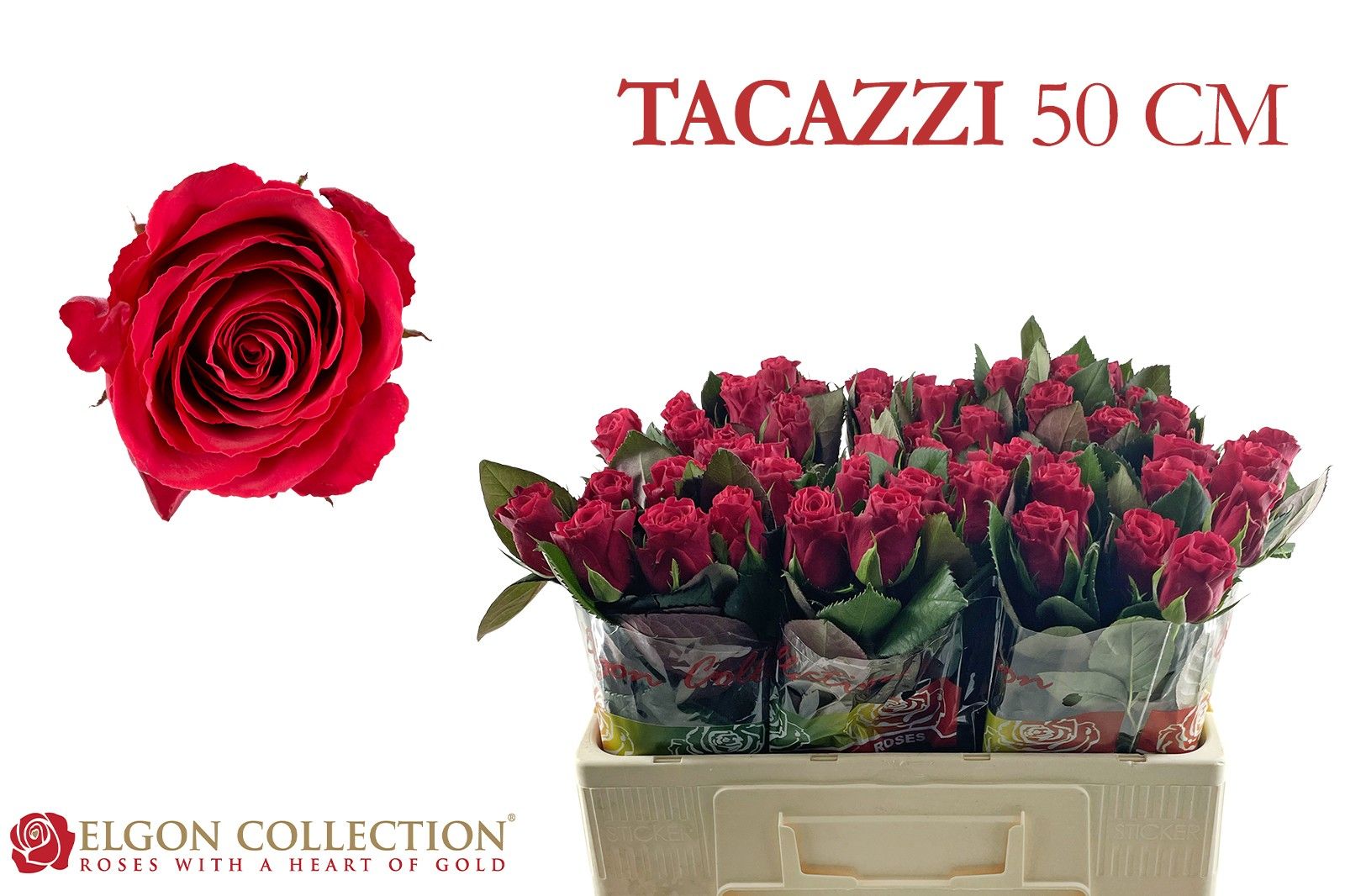 Роза од. Такази+ 50, шт.