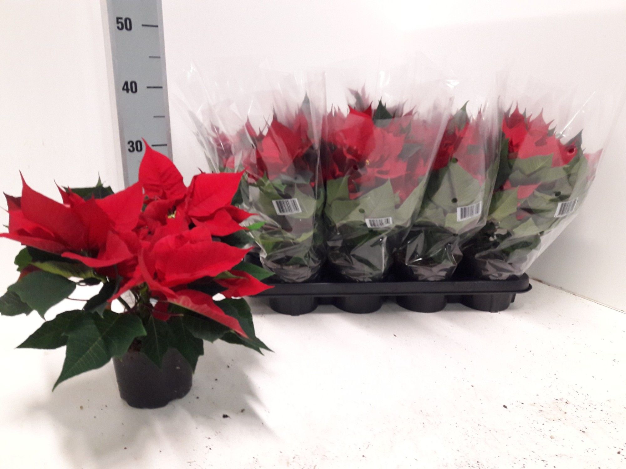 Poinsettia Gloriette Brilliant Red P13, D 13 cm Poinsettia Gloriette Brilliant Red P13, D 13 cm