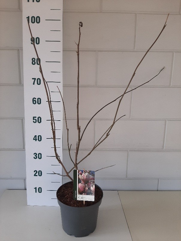 Magnolia soulangeana, D 19