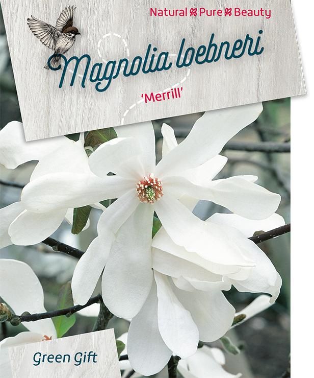 Magnolia 'Loeb. Merril' (white) - 23 cm, D 23