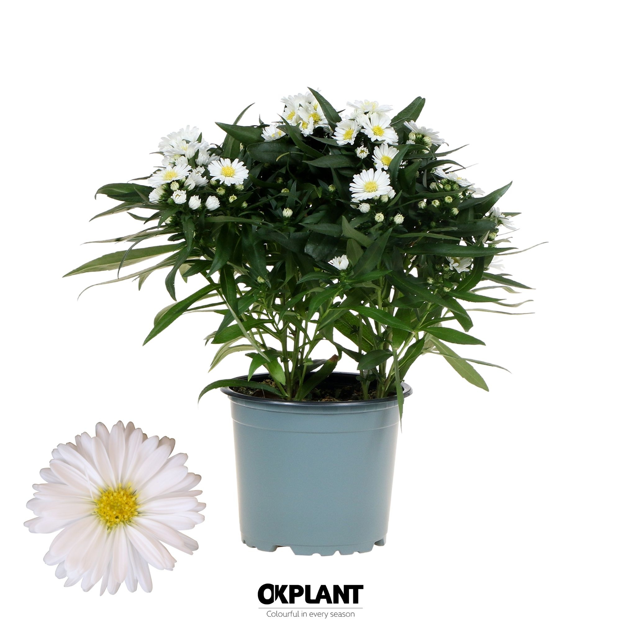 Aster Starletta Serie white, D 12