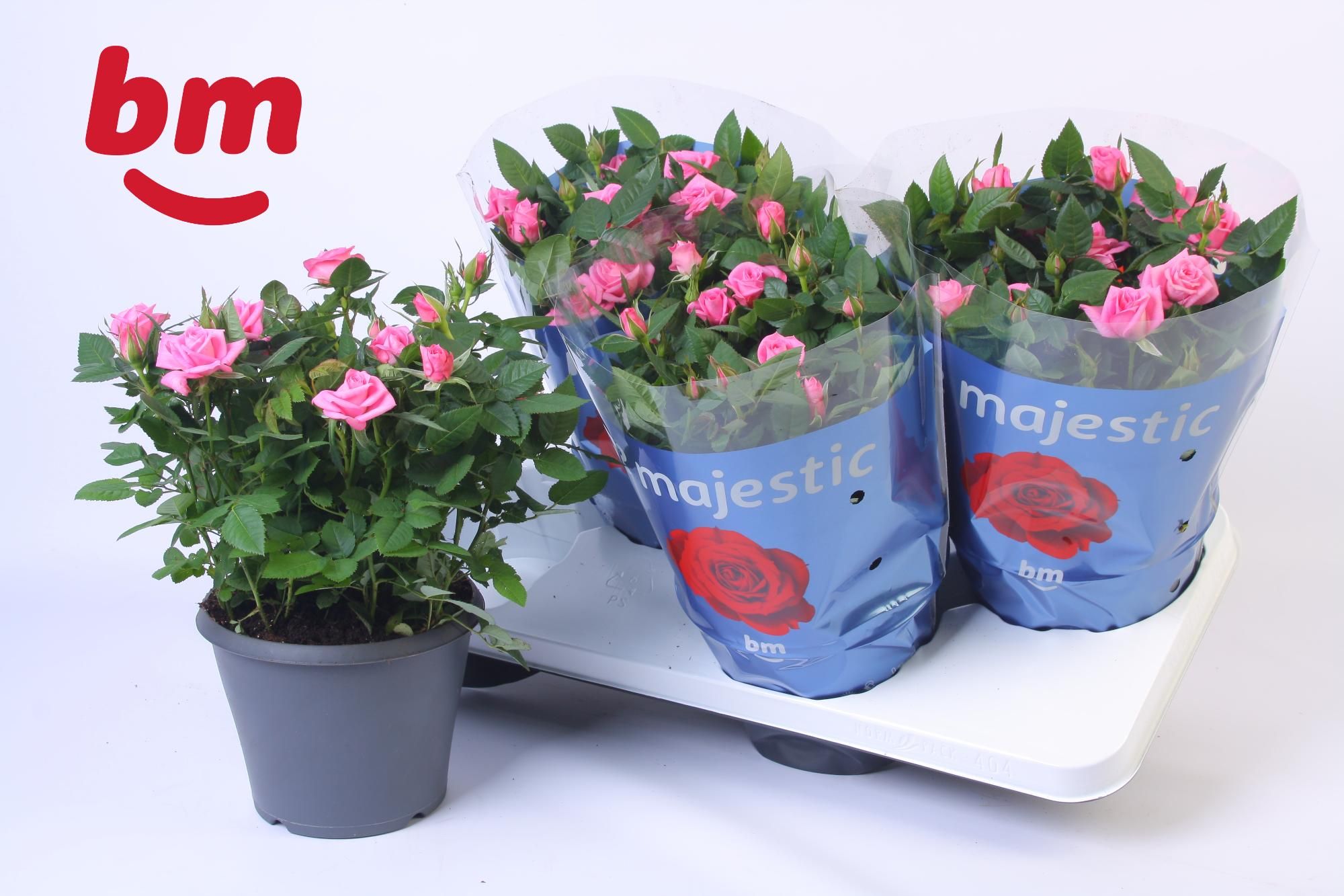 Rosa Jewel Patio Sparkling 17cm, D 17