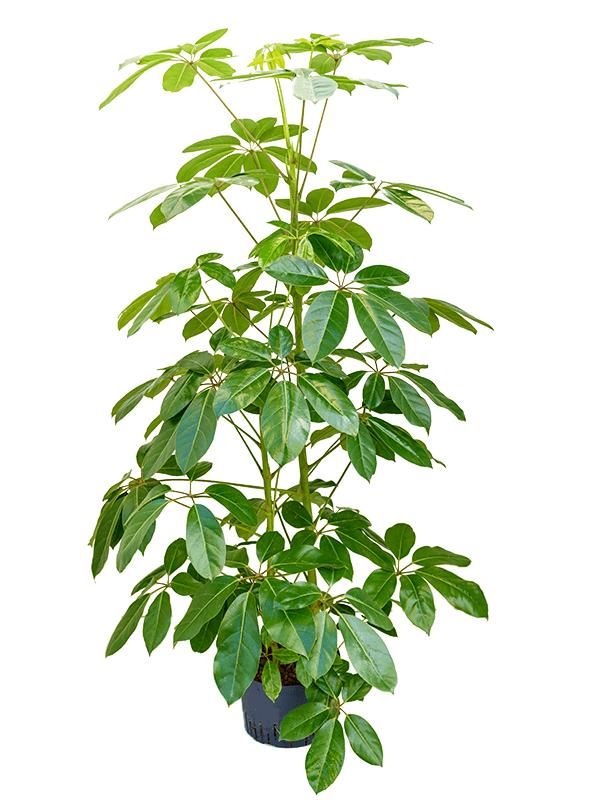 Schefflera actinophylla 'Amate', D 28 cm