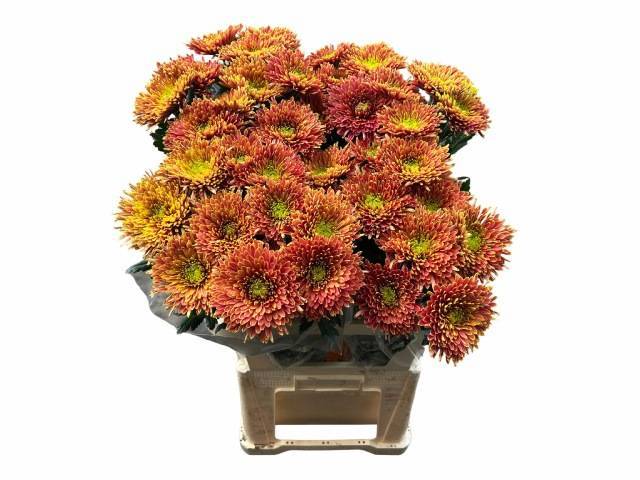 Хризантема од. Тула Купер 80, шт.