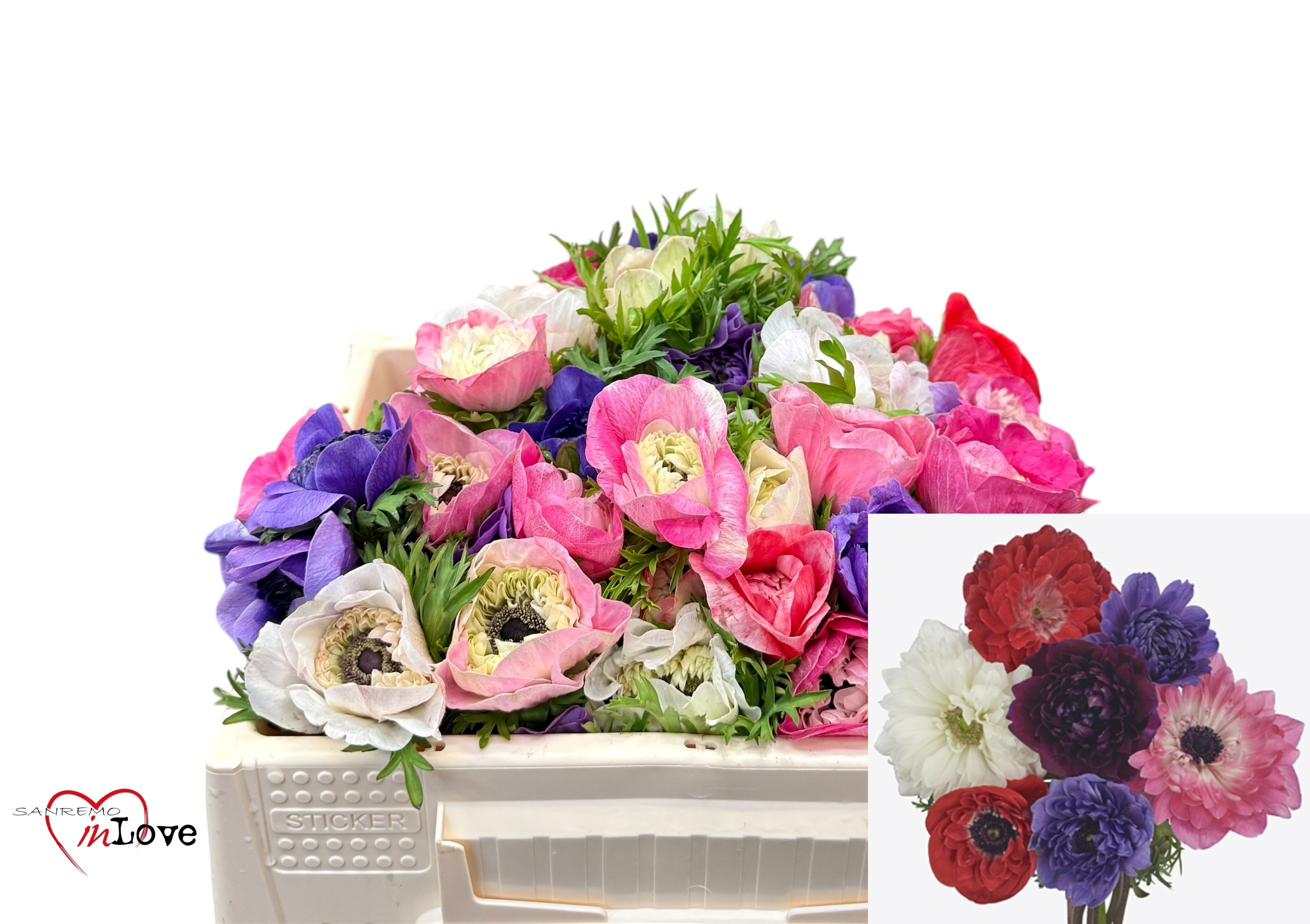 Анемон Карилл Микс 25, шт.