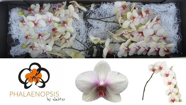 Фалинопсис Омега x45, шт.