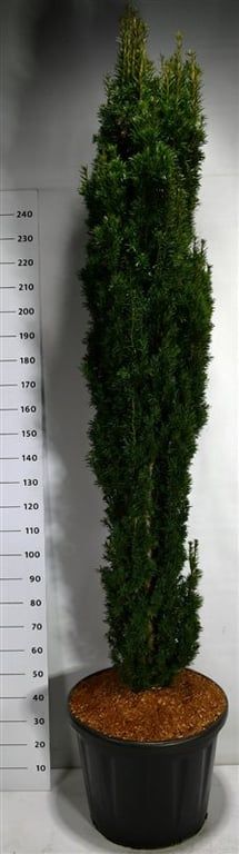 Taxus b. 'Fastigiata Robusta', D 60