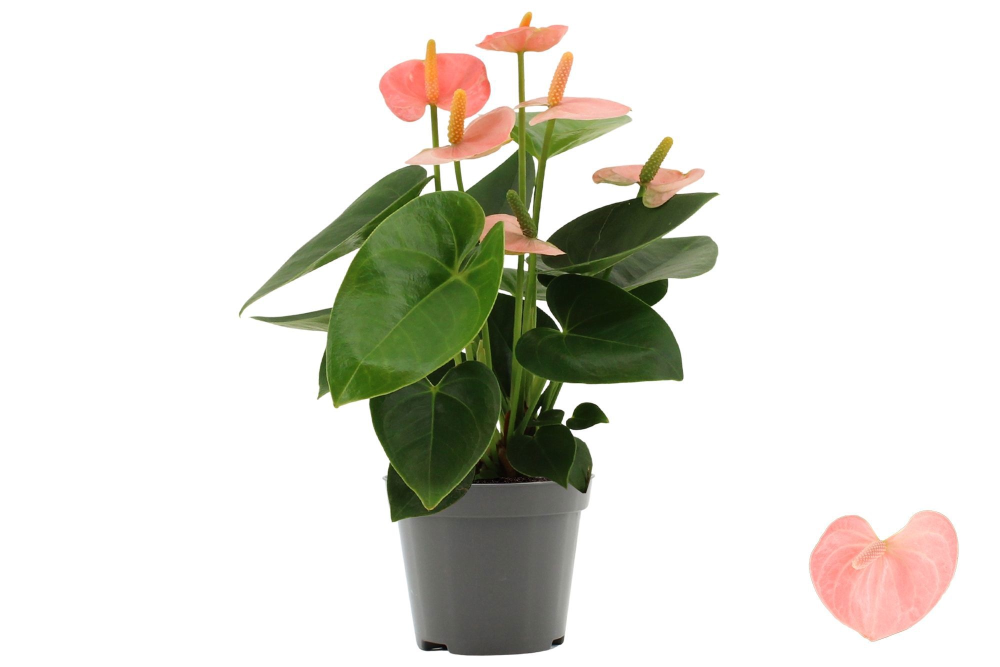 Anthurium 9 cm Spirit without sleeve, D 9