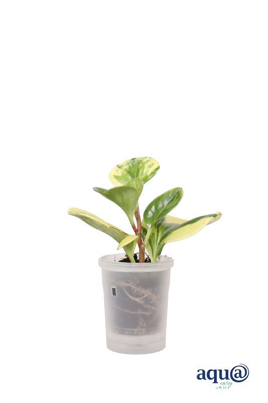 Peperomia p06 marble Aqu@, D 6
