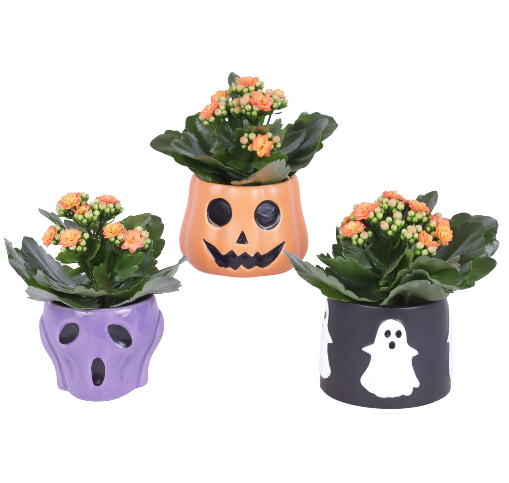 Halloween Arr. Indoor Ceramic Pot Halloween Mix Ø11cm 1PP, D 11 cm Halloween Arr. Indoor Ceramic Pot Halloween Mix Ø11cm 1PP, D 11 cm