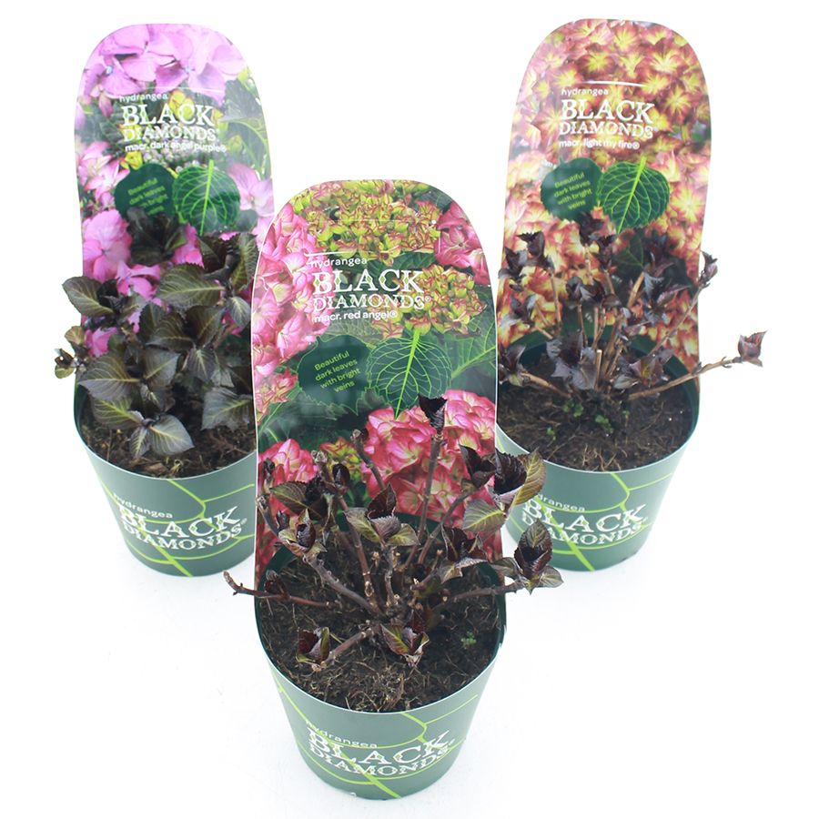 Hydrangea macr. Black Diamonds® MIX C2 (17cm.) Potcover, D 17