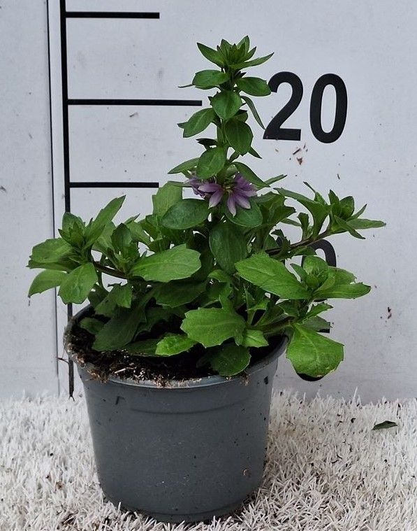 Scaevola aemula, blauw, D 12