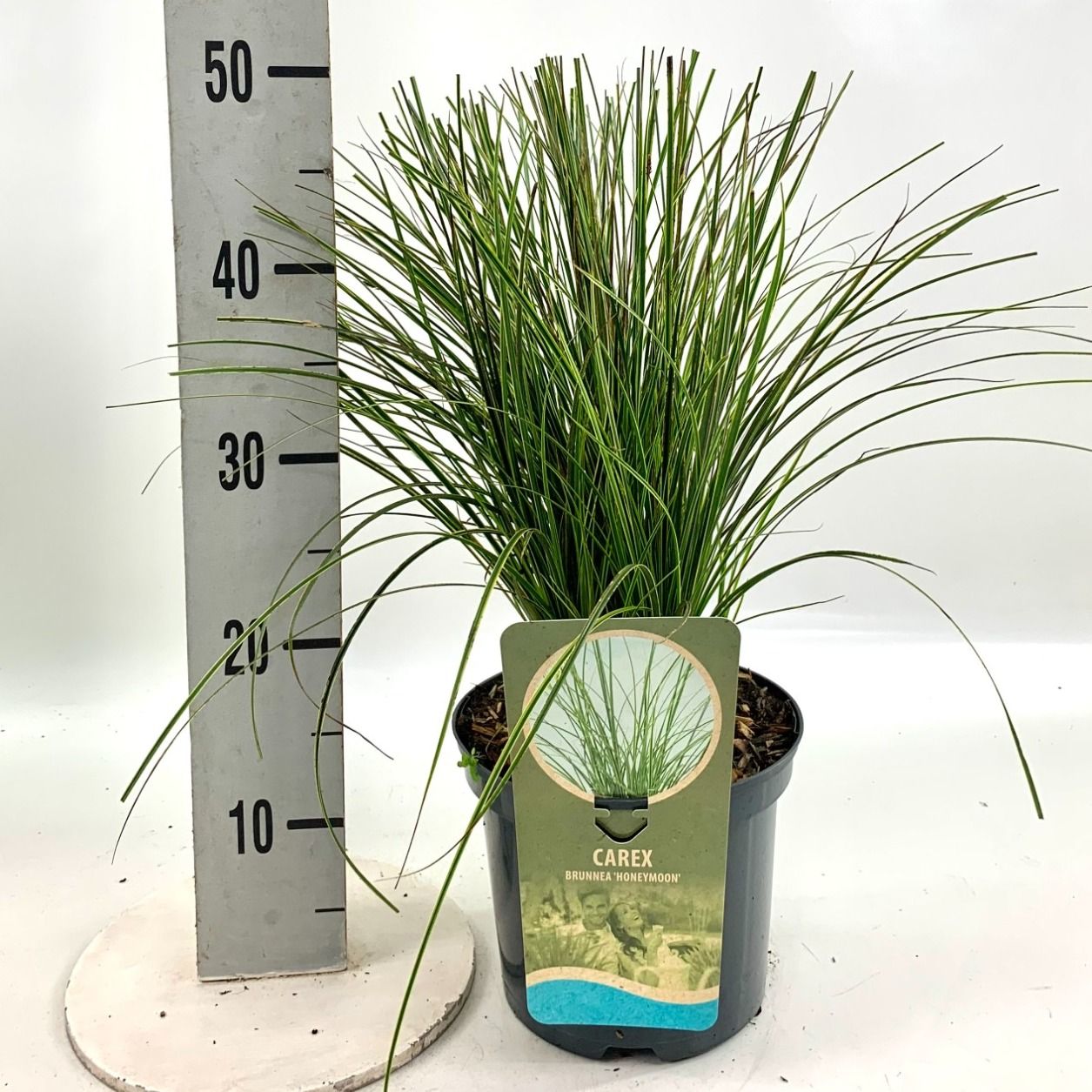 Carex brun. 'Honeymoon', D 19