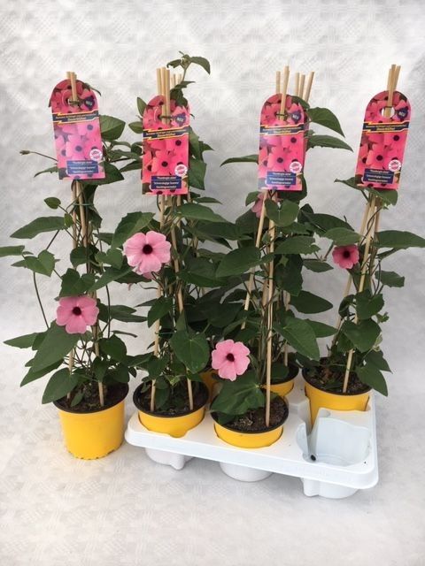 Thunbergia alata, groodbloemig, rosa, D 13