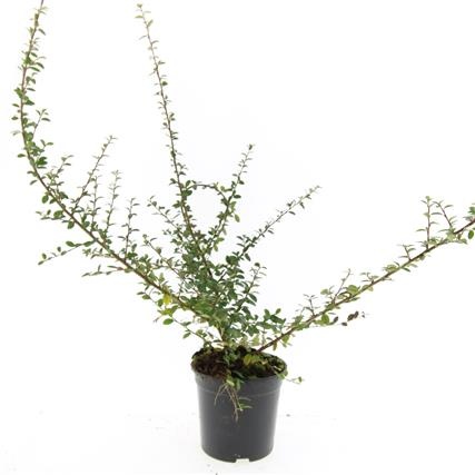 Cotoneaster suec. 'Coral Beauty', D 14 cm