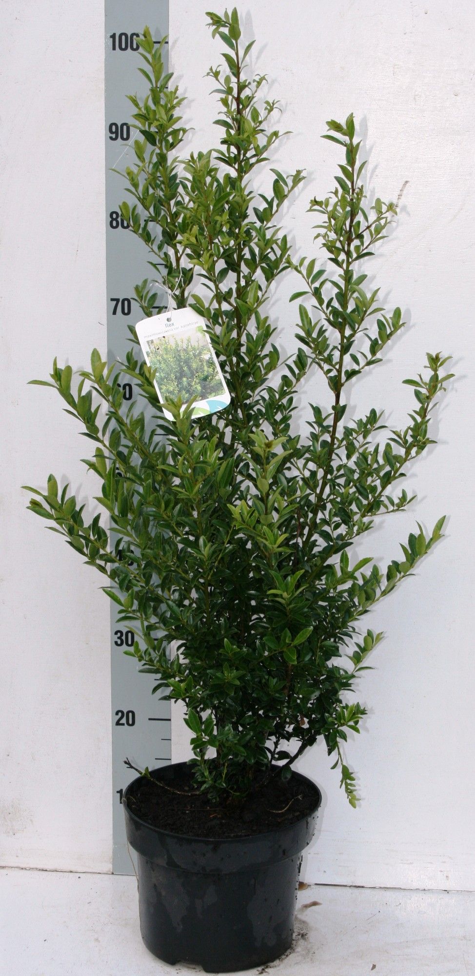 Ilex max. 'Kanehirae', D 26