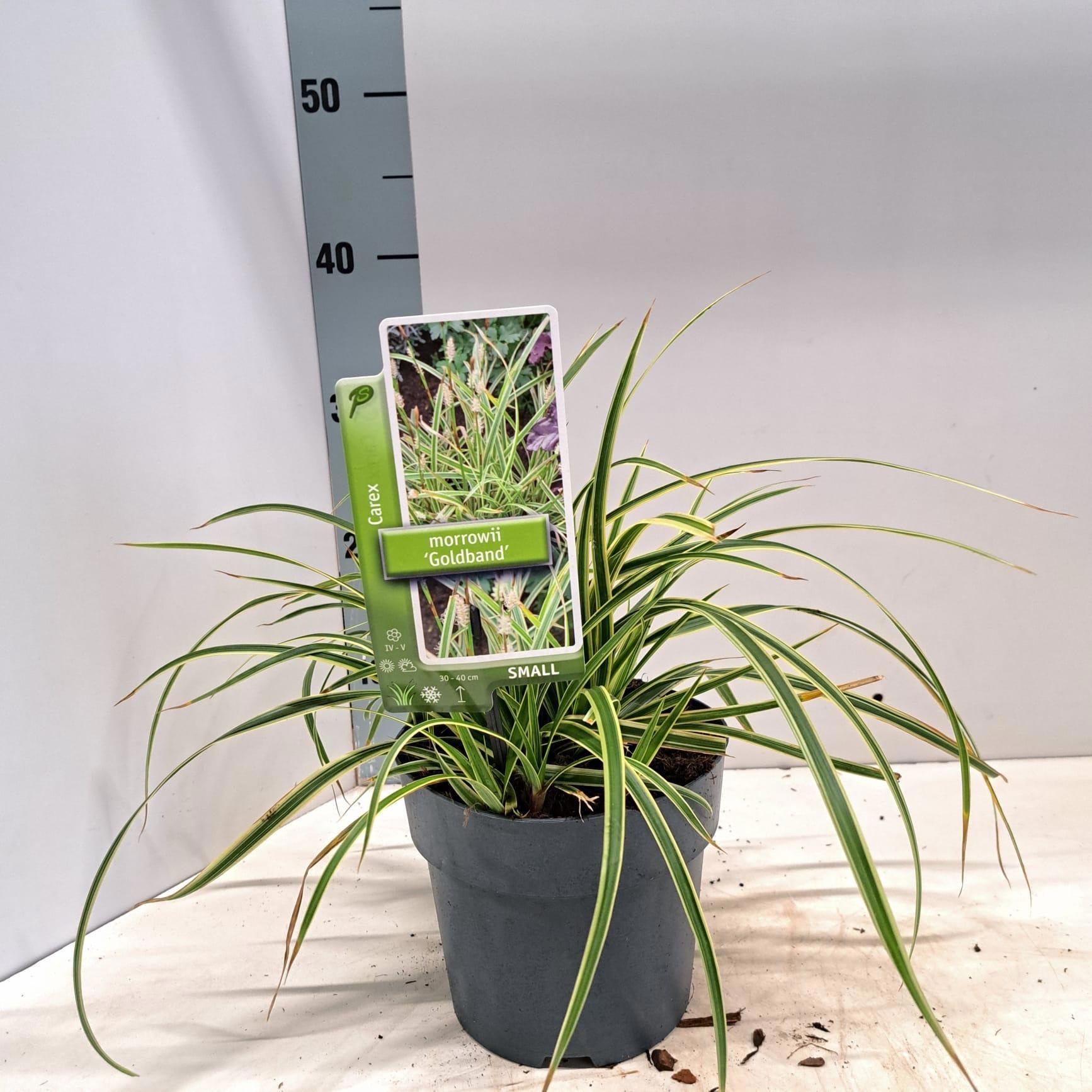 Carex morrowii 'Goldband', D 17