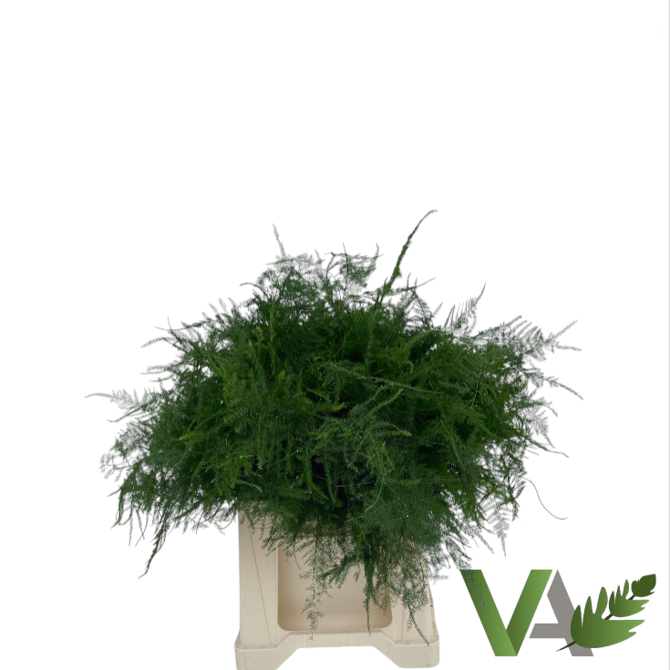 Аспарагус Сетацеус 45, шт.