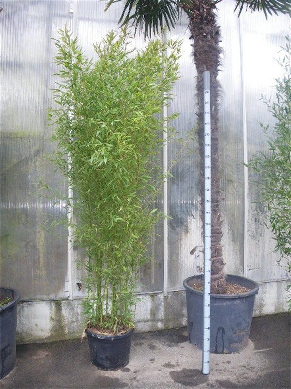 Phyllostachys bissetii, D 35 cm