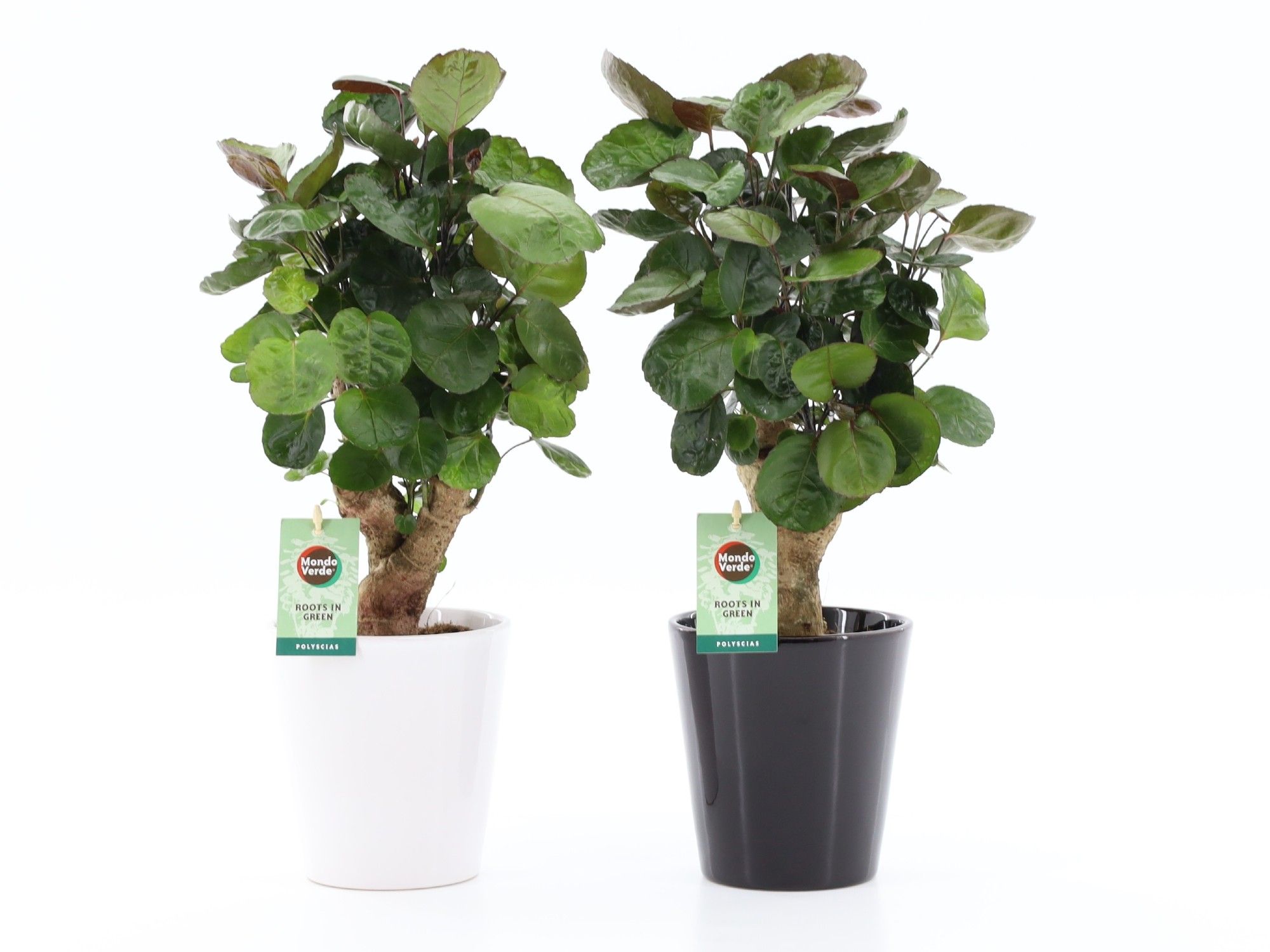 Polyscias Fabian in Zwart & Wit keramiek, D 13