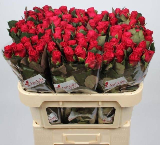 Роза од. Такази+ 70, шт.