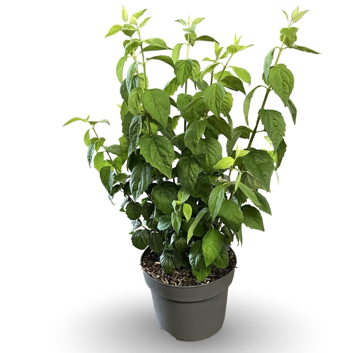 Philadelphus 'Virginal', D 21