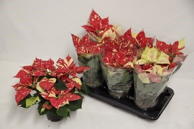 843 REJK : Kerstster Pot 13 cm POINTSETTIA Superba new glitter, D 13