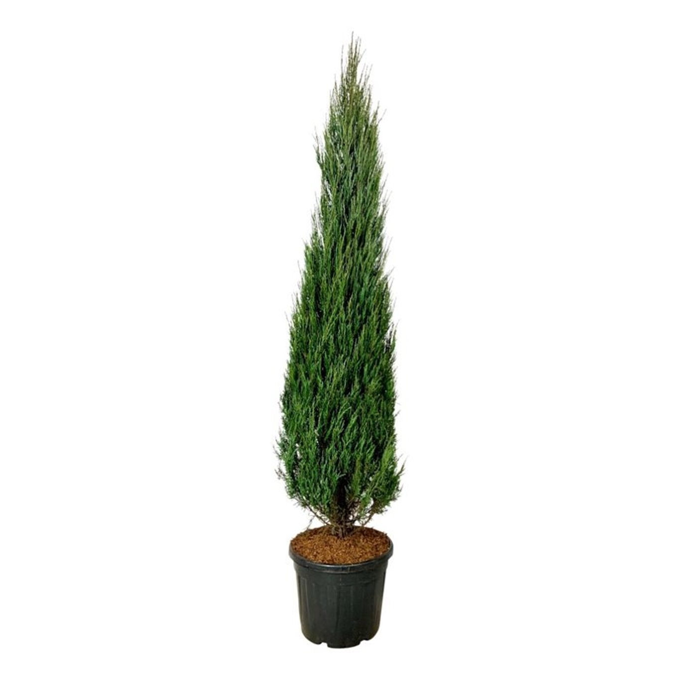 Juniperus scop. 'Blue Arrow', D 50