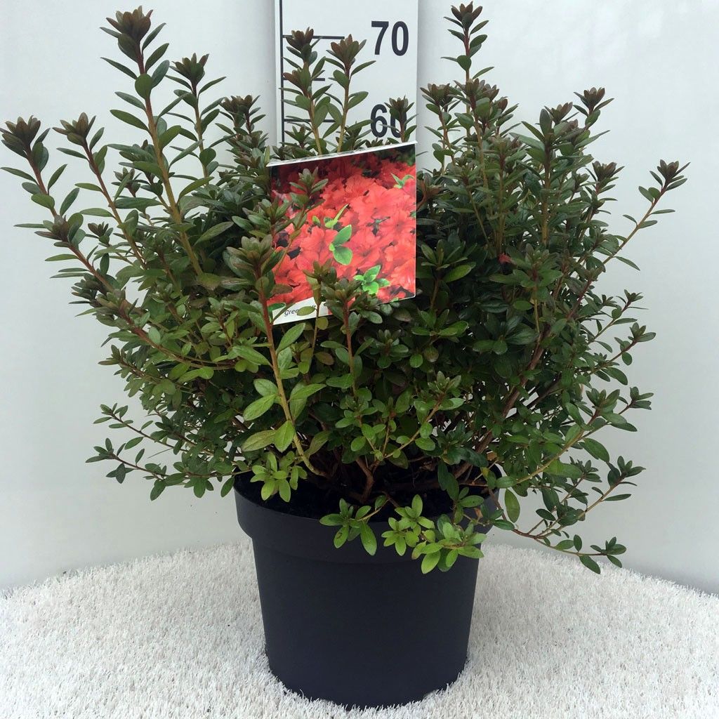 Rhodo. (AJ) 'Radja' orange, D 29