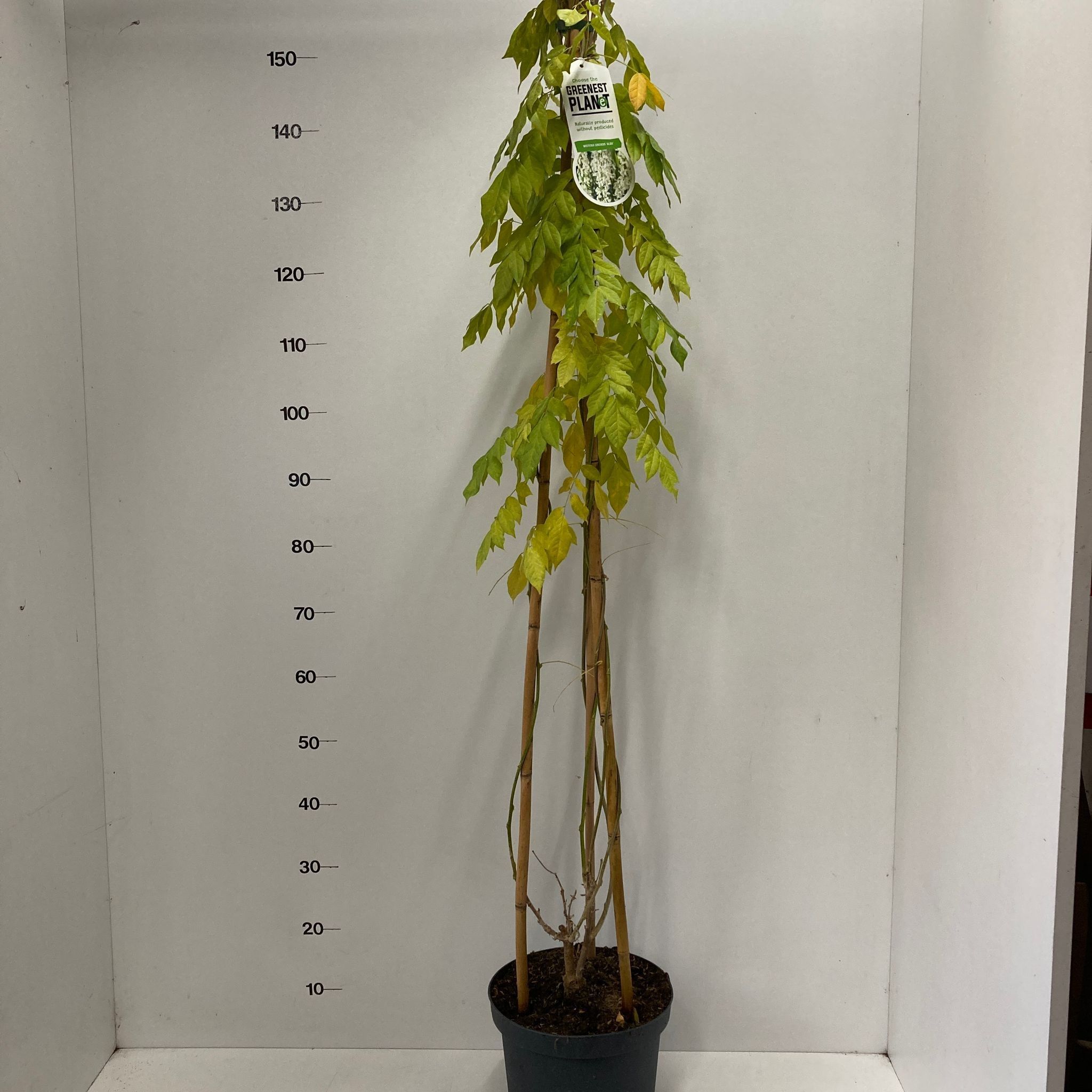 Wisteria sinensis 'Alba' (piramide), D 26 cm