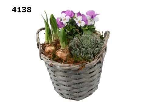 Potmand M vroege sempervivum, D 17