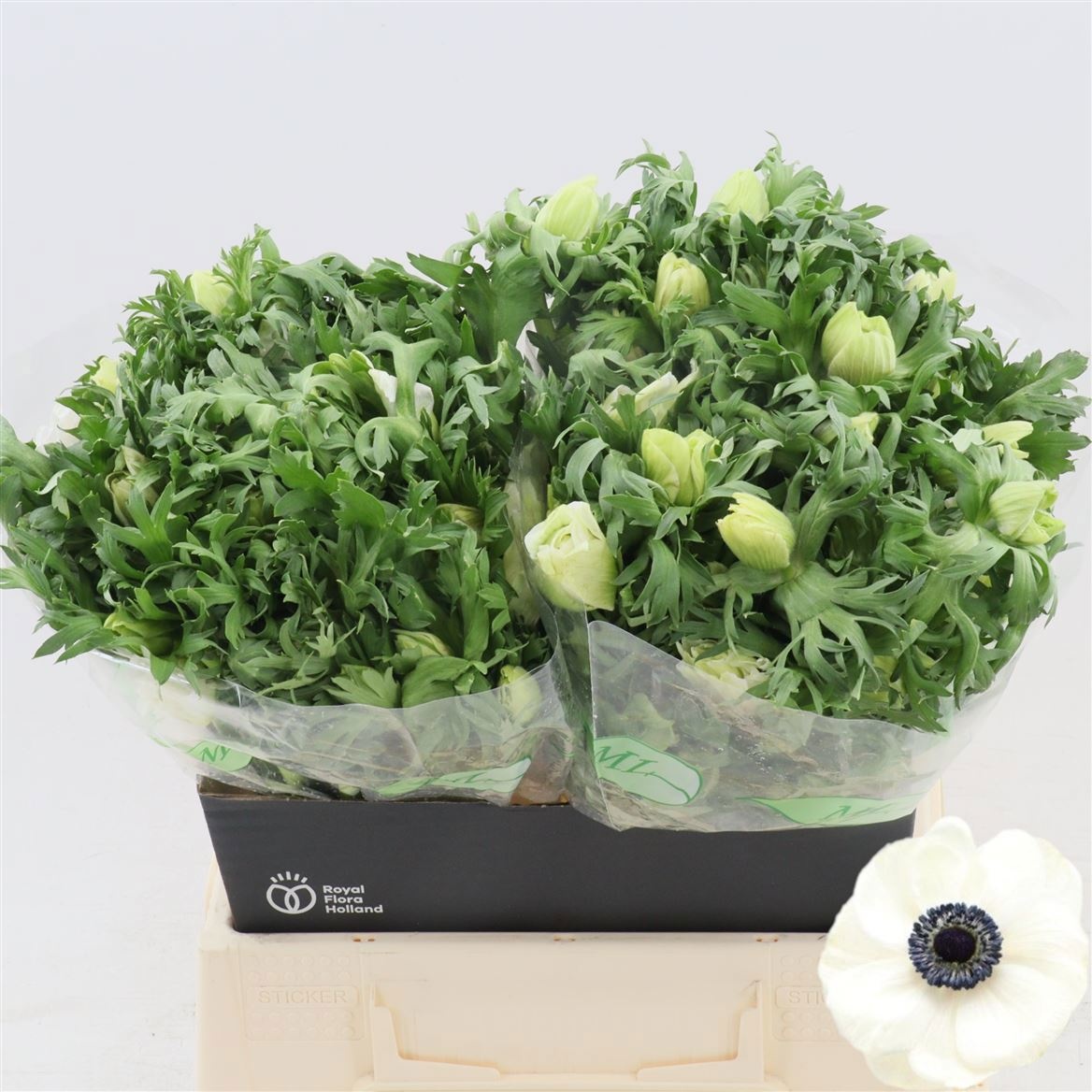 Анемон Галил Вайт 40 (бел.), шт.