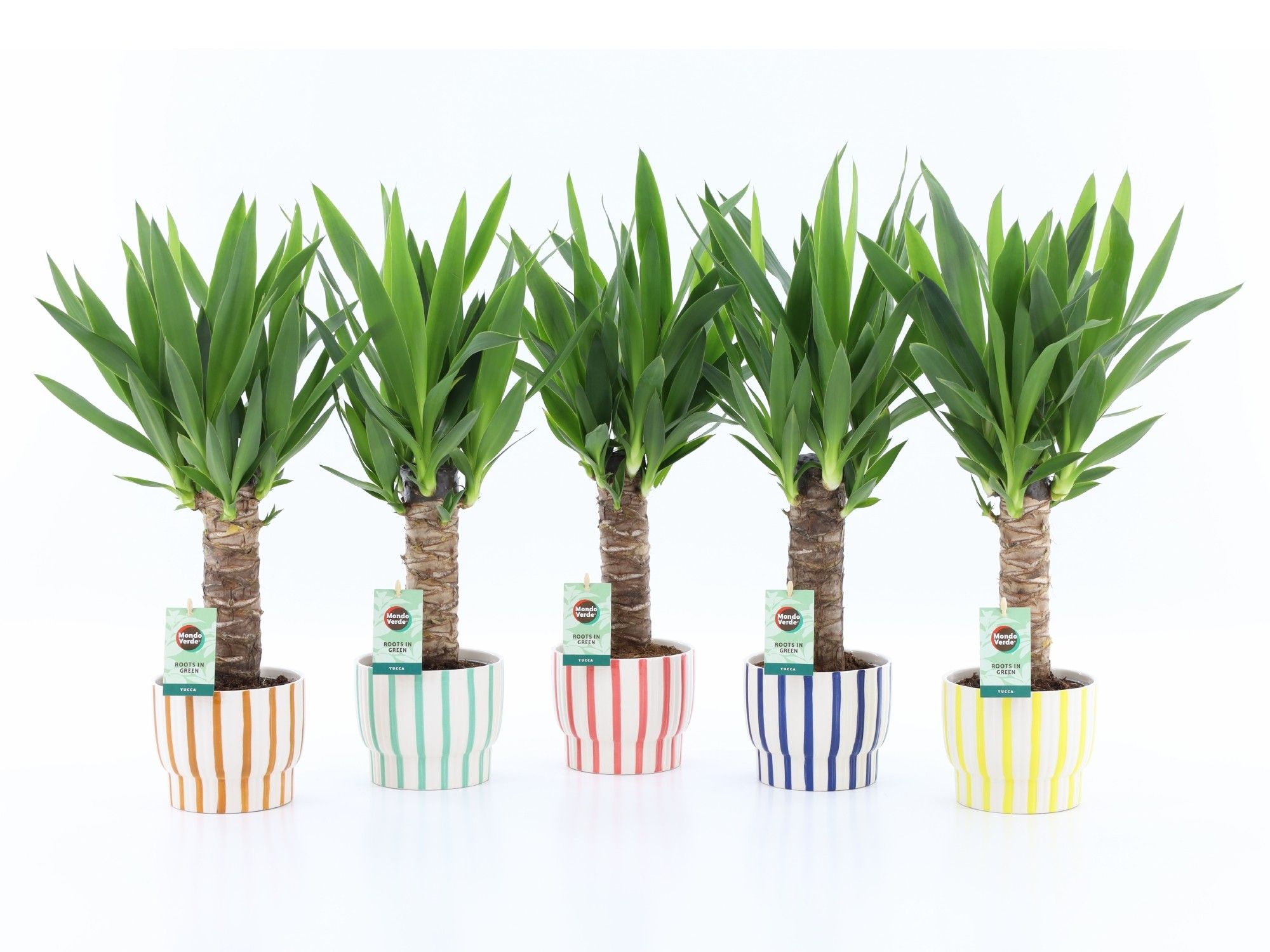 Yucca 25cm Hout - 3+ kop in Pastel Stripe, D 13
