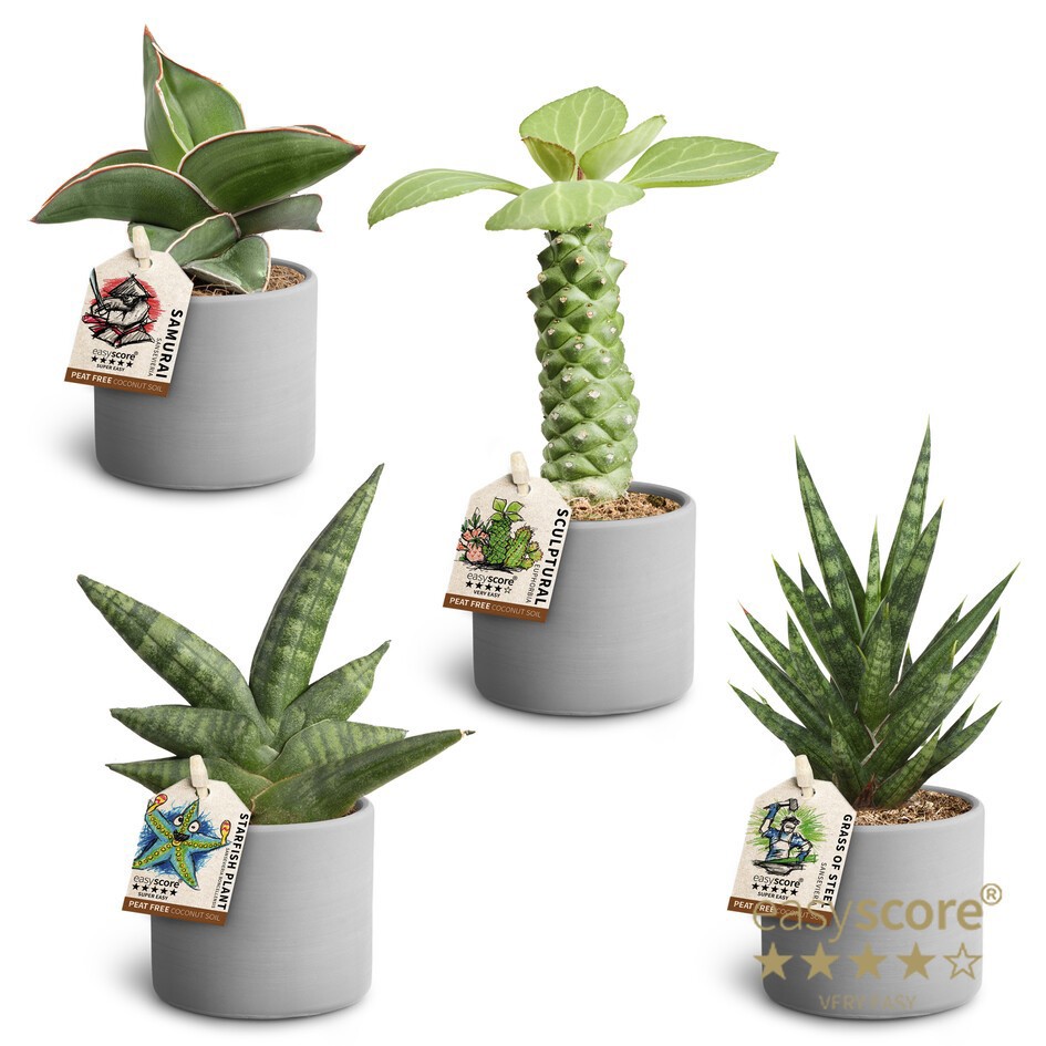 GREEN MIX 40680554 Raw Grey Sculpture mi, D 6 cm