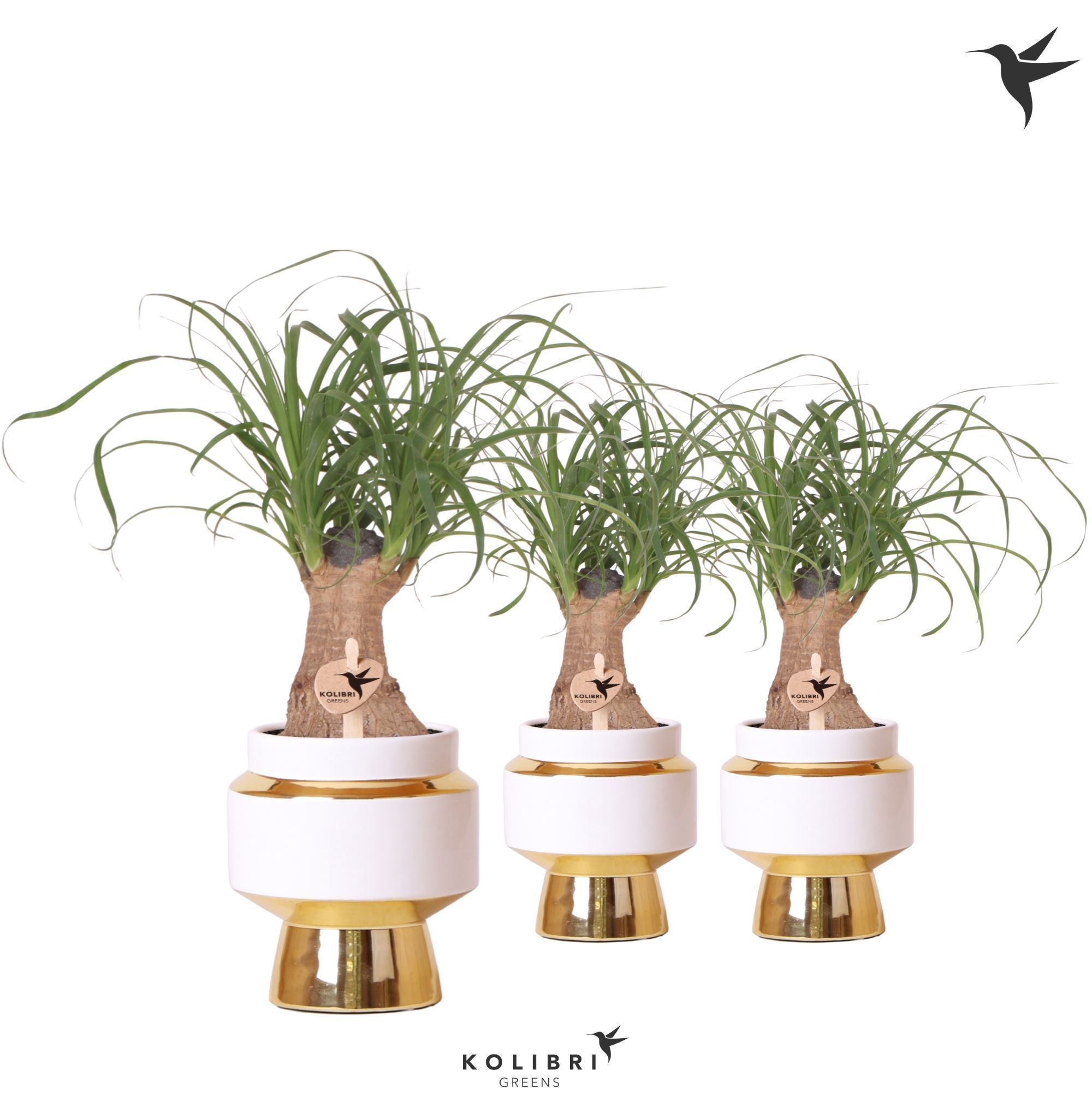 Kolibri Greens Beaucarnea in Le Chic pot gold, D 9