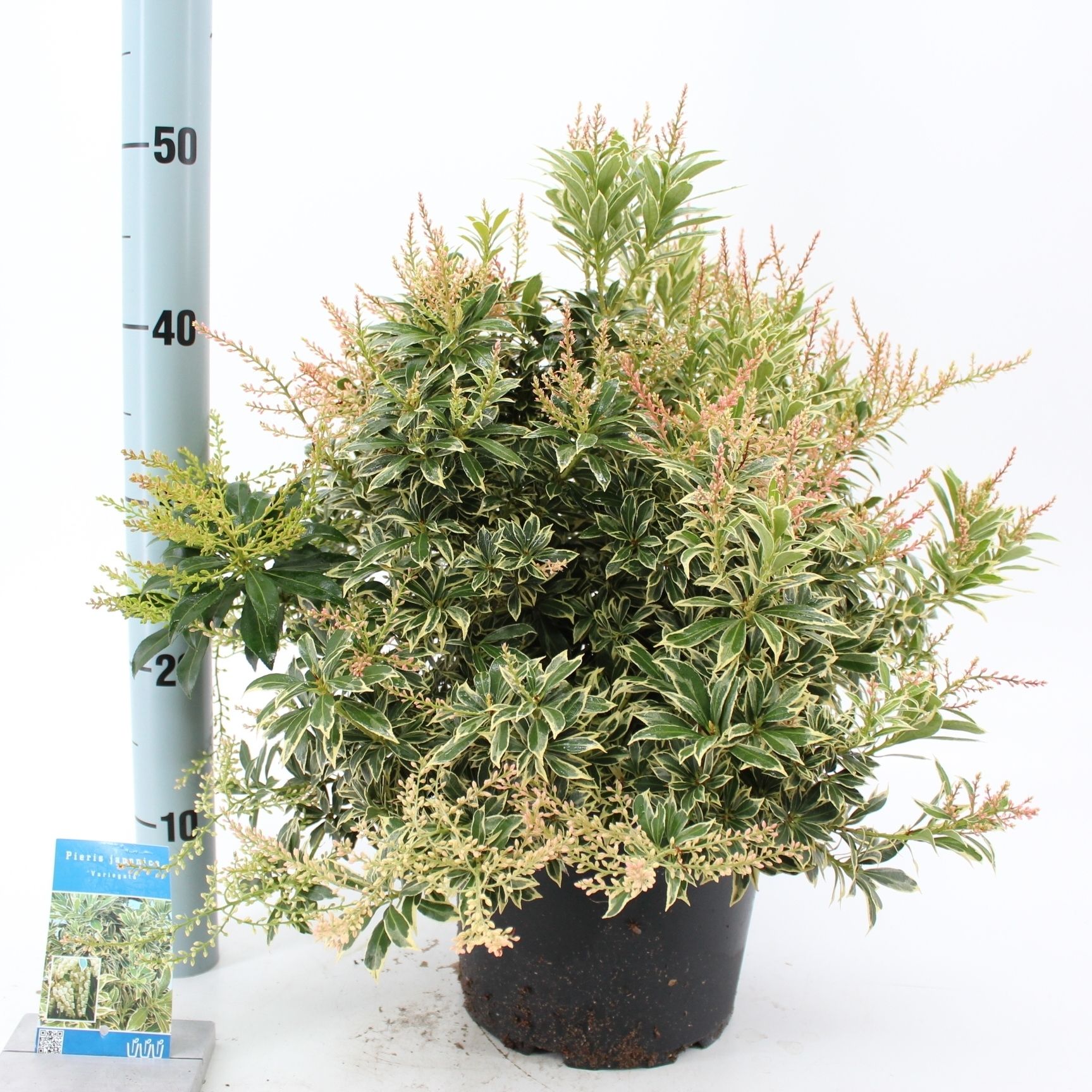 Pieris jap. ‘Variegata’, D 23 cm