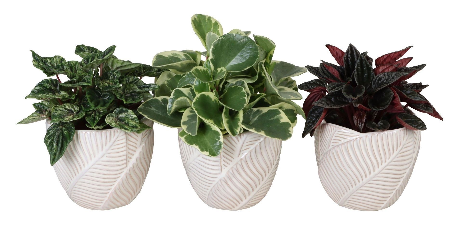 L 67326 with Peperomia Mix 12 cm, D 12