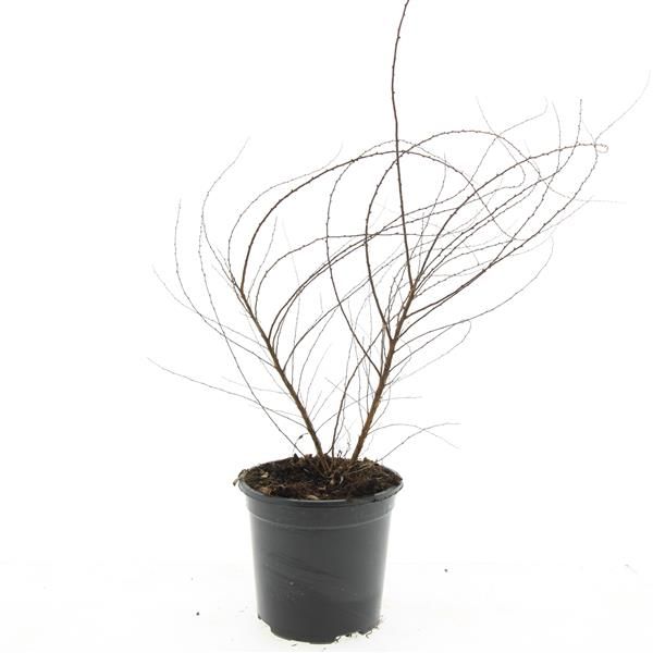 Spiraea arguta, D 14 cm