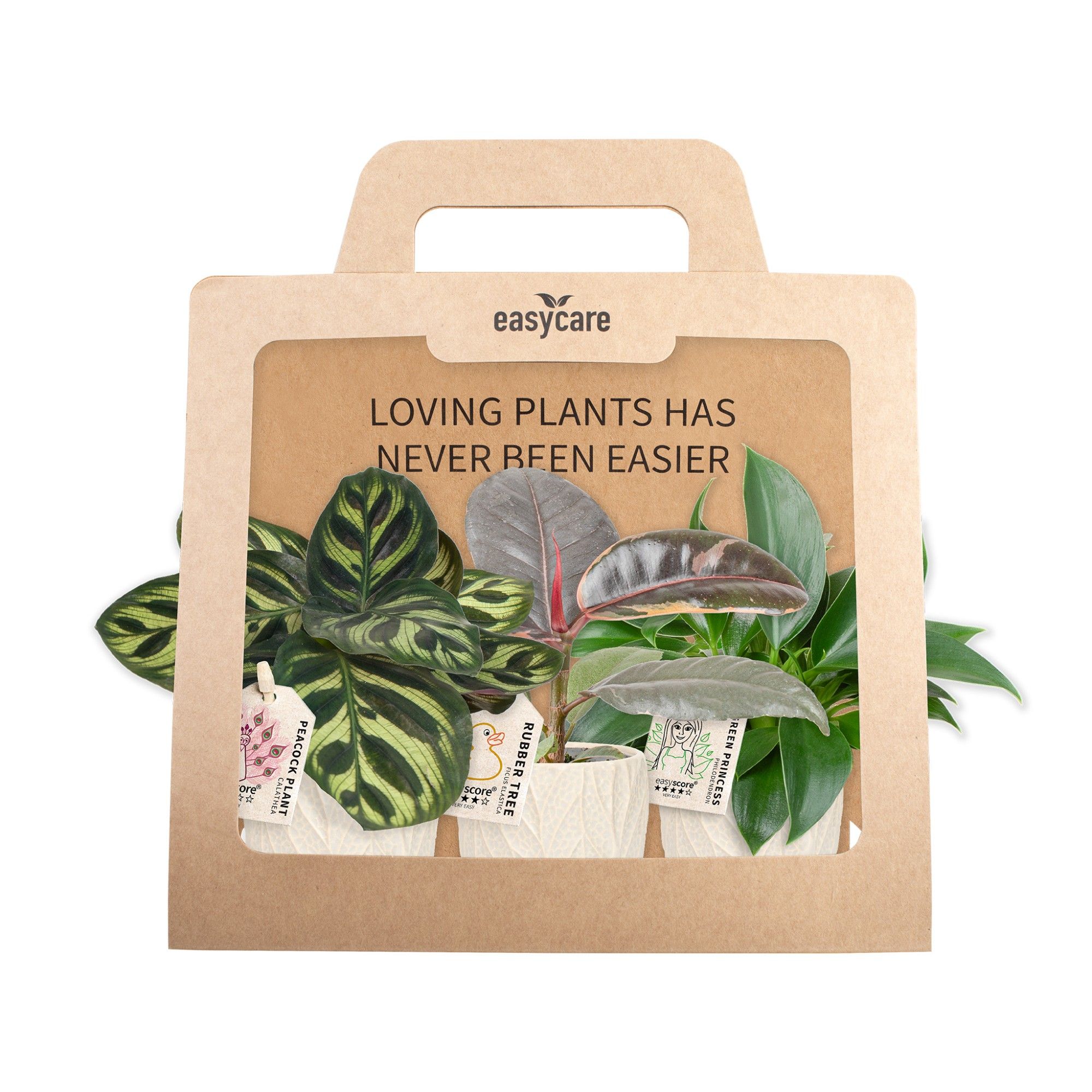 3-Pack Leaf Sand, Cites Free, D 7