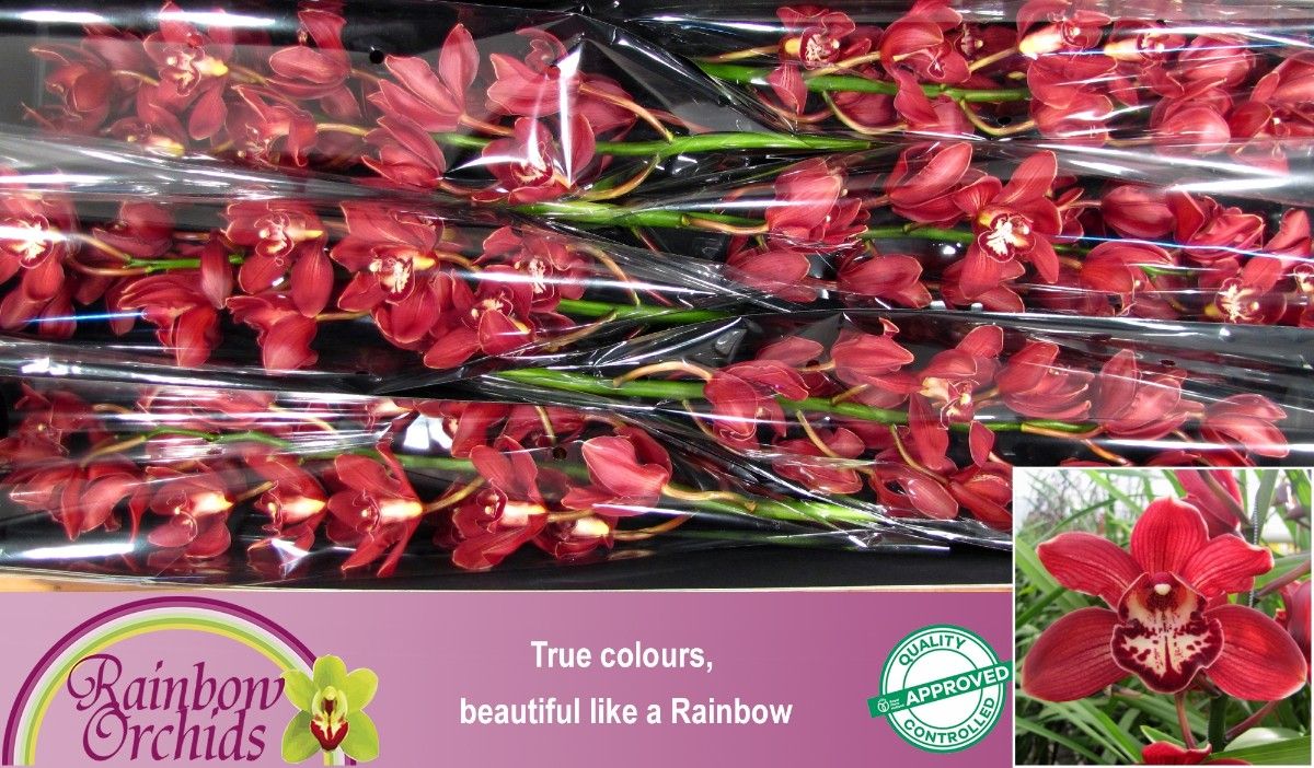 Цимбидиум Хэнни x6 80, шт.