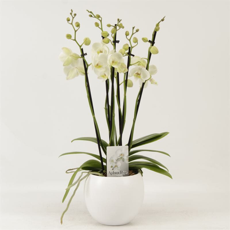 Phalaenopsis overig wit 6 tak wit in witte bolpot Lisa keramiek, D 12