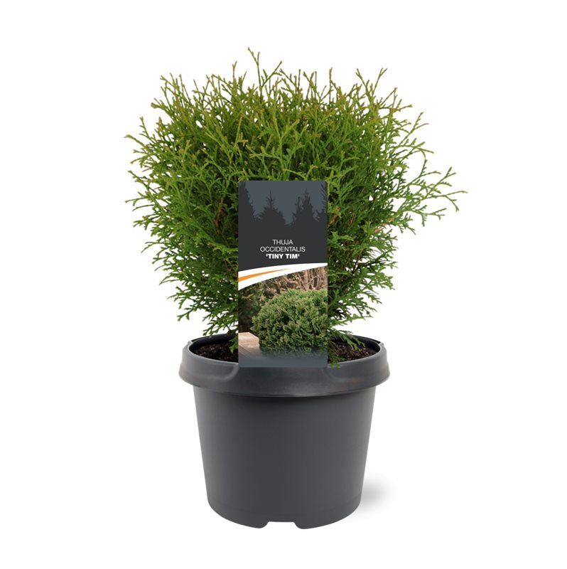 Thuja occidentalis 'Tiny Tim', D 19
