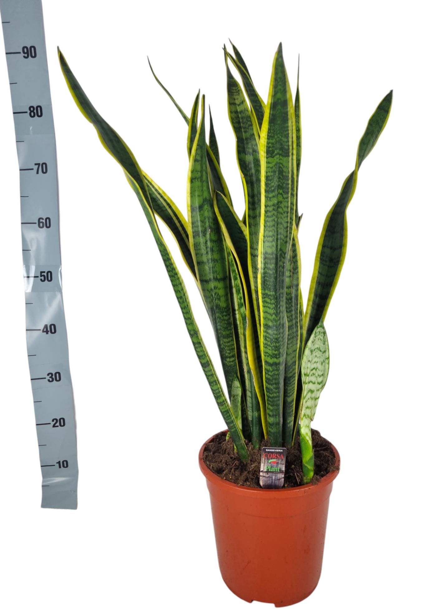 Sansevieria Laurentii 24 cm, D 24