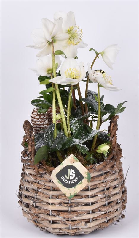 Wilg mand 14-16cm, D 14 cm